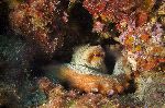 An Octopus Hides In His Lair An Octopus Hides In His Lair