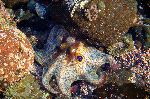 Beautiful Two Spot Octopus Beautiful Two Spot Octopus