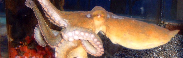 California Two-Spot Octopus