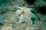 Caribbean Reef Octopus With Sea Urchins Caribbean Reef Octopus With Sea Urchins