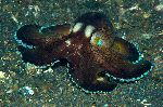Coconut Octopus With Glowing Suckers Coconut Octopus With Glowing Suckers
