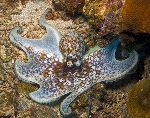 Curled Octopus With The Body Extended Curled Octopus With The Body Extended