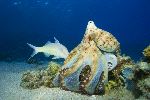 Hunting Octopus Holding a Fish Hunting Octopus Holding a Fish