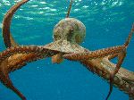 Large Octopus Large Octopus