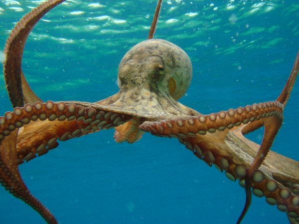 large octopus octopus facts