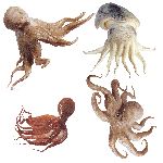 Large Raw Octopuses Large Raw Octopuses