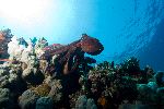 North Pacific Giant Octopus In Coral Reef North Pacific Giant Octopus In Coral Reef
