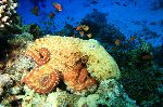 Octopus And Tropical Fishes Octopus And Tropical Fishes