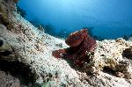 Octopus Crawling Over a Rock Octopus Crawling Over a Rock