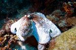 Octopus Near Bonaire Island Octopus Near Bonaire Island