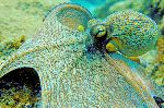 Octopus Showing Its Ability to Camouflage Octopus Showing Its Ability to Camouflage
