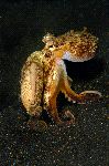 Octopus Walking On Sand Octopus Walking On Sand
