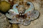 Octopus With Brown Spots Octopus With Brown Spots