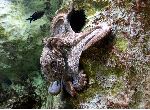 Octupus Hunting Octupus Hunting