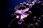 Octupus in Deep Blue Octupus in Deep Blue