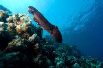 Pacific Giant Octopus Moving Pacific Giant Octopus Moving