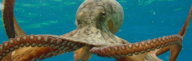 Octopus Anatomy