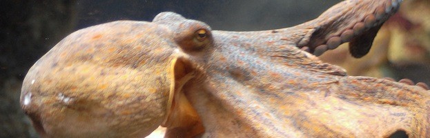 Common Octopus
