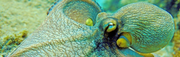 Octopus in Culture