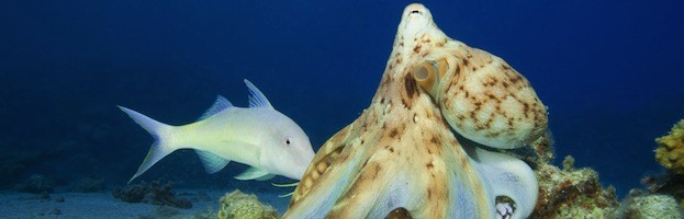 Octopus Feeding