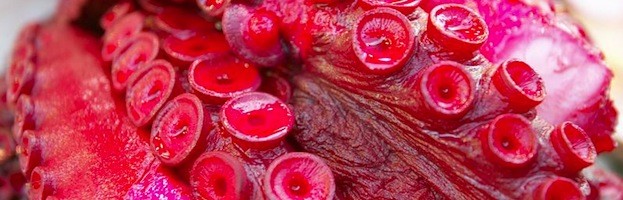 Octopus as Food