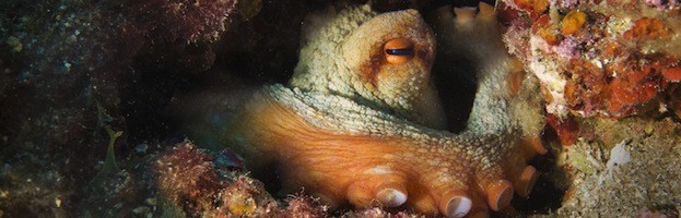 Octopus Intelligence