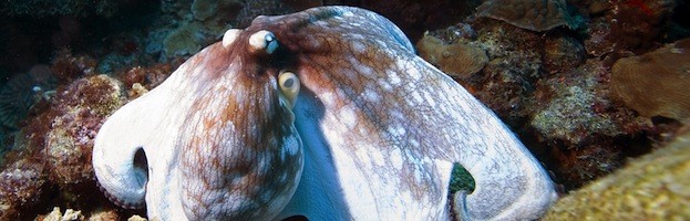 Octopus Reproduction