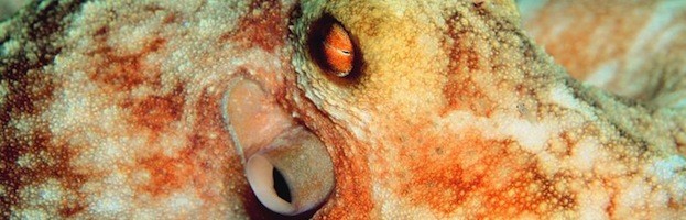 Octopus Senses