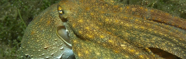 Octopus Species